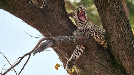 Leopard