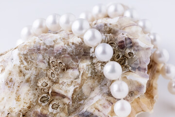 shell with pearls close-up in soft light colors