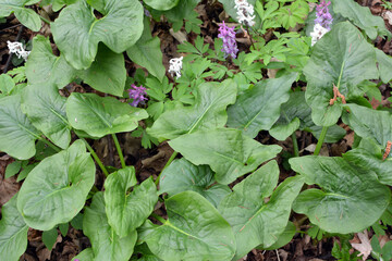 Arum (Arum besserianum) grows in the forest in spring.