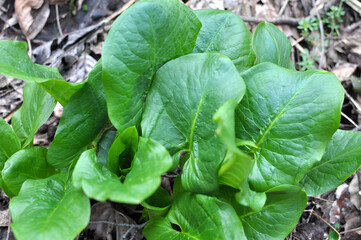Arum (Arum besserianum) grows in the forest in spring.