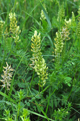 In nature, astragalus cicer grows among herbs