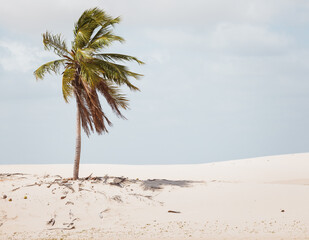 palm tree on the beach