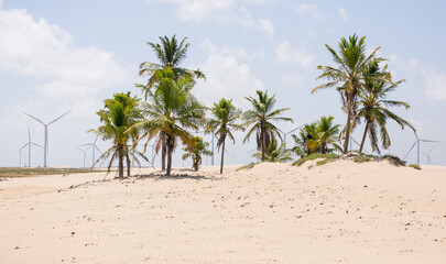 palm trees on the beach