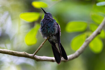 Hermoso colibrí de tierras bajas en Colombia