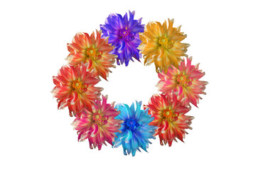 collage of beautiful dahlia flowers on white isolated background for designers