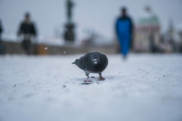 Obraz na płótnie Canvas A domestic pigeon on white snow in winter. Urban bird on the ,Charles bridge in Prague Czechia