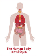 Human internal organs. Vector sketch isolated illustration. Hand drawn doodle anatomy symbols set.
