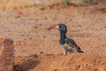 Damara red-billed hornbill, small species of African hornbills. Africa wildlife. Mowani, Damaraland, Namibia.
