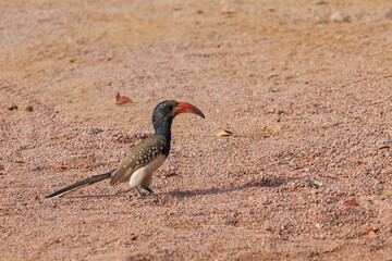 Damara red-billed hornbill, small species of African hornbills. Africa wildlife. Mowani, Damaraland, Namibia.