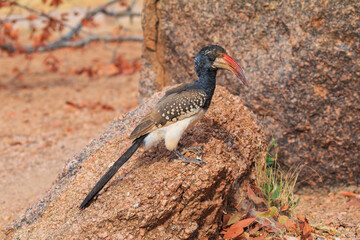 Damara red-billed hornbill, small species of African hornbills. Africa wildlife. Mowani, Damaraland, Namibia.