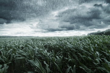 green corn field in front of dramatic clouds and rain