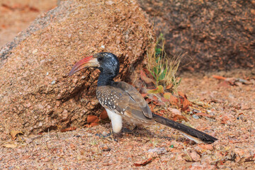 Naklejka premium Damara red-billed hornbill, small species of African hornbills. Africa wildlife. Mowani, Damaraland, Namibia.