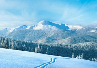 Morning winter calm mountain landscape with ski track and coniferous forest on slope (Goverla view...