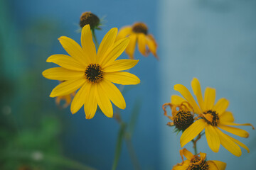 yellow flower