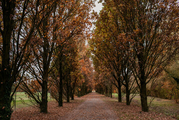 Fototapeta premium Beautiful autumn park landscape with yellow and red foliage. Сolorful foliage in the park