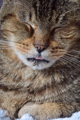 Fototapeta na wymiar Cat's face close up portrait