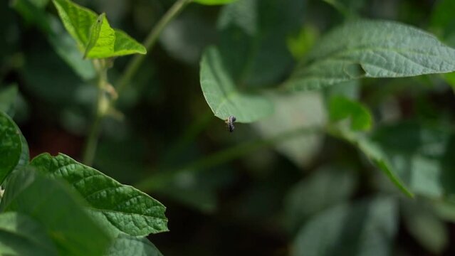 Lagarta da soja andando sobre folha de soja na lavoura