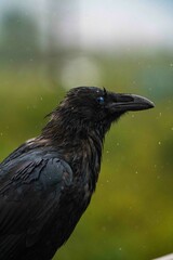 blue and black eyed large raven staring off into distance in an epic portrait