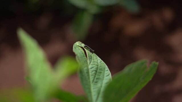 Lagarta da soja andando sobre folha de soja na lavoura