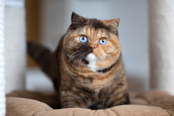 Fototapeta na wymiar Odd eyed Kitten Babykatze, Britisch Kurzhaar