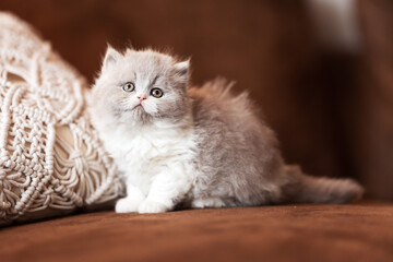 Britisch Kurzhaar Kitten  Luxus Katzen