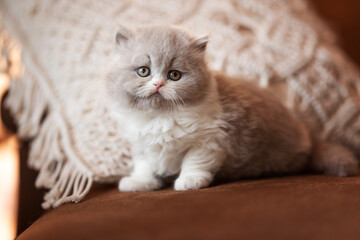 Britisch Kurzhaar Kitten  Luxus Katzen