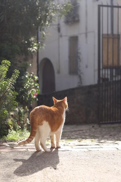 chat ensoleill&eacute;