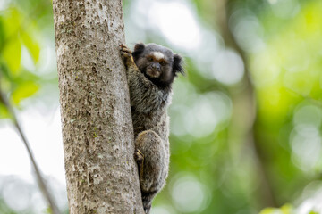 The monkey on the tree. The Black-tufted marmoset also know as Mico-estrela is a typical monkey from central Brazil. Species Callithrix penicillata. Animal lover.