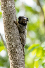 The monkey on the tree. The Black-tufted marmoset also know as Mico-estrela is a typical monkey from central Brazil. Species Callithrix penicillata. Animal lover.