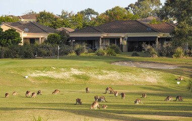 Kangaroos grazing on a golf course on the north coast of New South Wales, Australia.