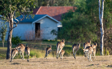 A mob of  kangaroos hopping near the Queensland town of  Leyburn.