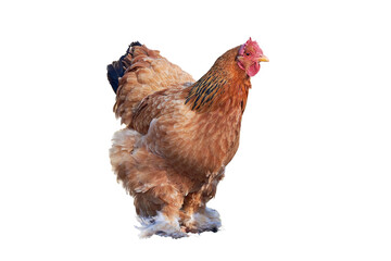 Brahma chicken isolated .American breed of chicken