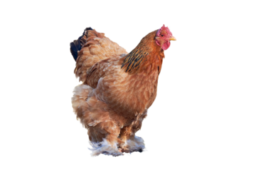 Brahma chicken isolated .American breed of chicken
