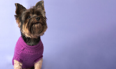 A Yorkshire terrier dog posing on a purple background while looking to the side. The animal is dressed in the same color as the background. Animal fashion.