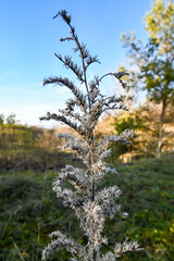 Italienische Natternkopf (Echium italicum), borstig und haarige Pflanze bei blauem Himmel