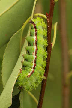 Io Moth Automeris Io Caterpillar