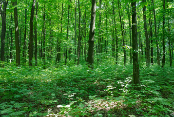 Sunlight in the green forest, spring time