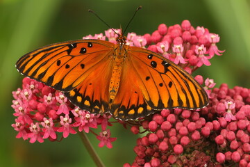 Gulf fritillary Dione vanillae butterfly with open wings on swamp milkweed flower