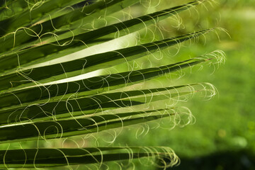 green Background with a large image of a palm leaf.wallpaper on the desktop. wallpaper. High quality photo