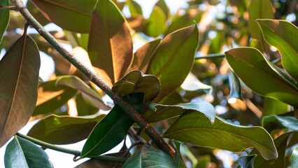 magnolia tree leaves, Low-angle view of sun-drenched capturing the beauty and splendor of the natural world