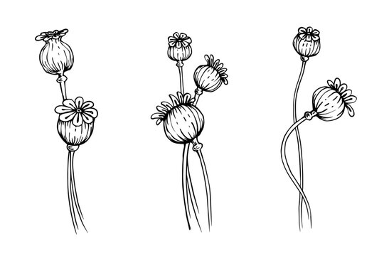 Linear sketch of dried flowers of poppy flower.Vector graphics.