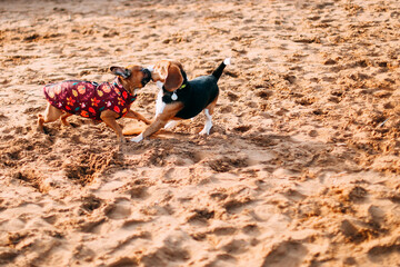 Two small dogs playing together outdoors on the beach. Beagle and bulldog frances