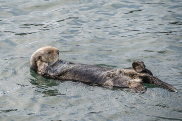 Sea otter floats with hands behind head