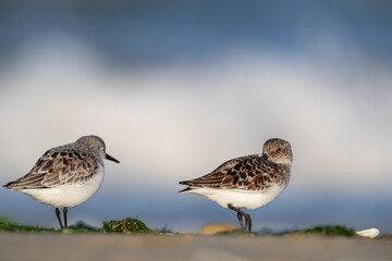 The sanderling (Calidris alba) small wading bird.