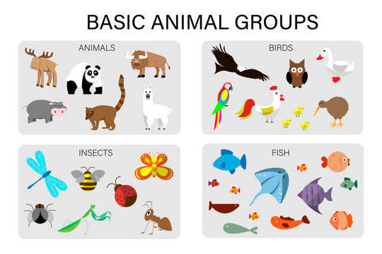Basic animal groups. Insects, wild and domestic animals, fish, birds. Worksheet for kids