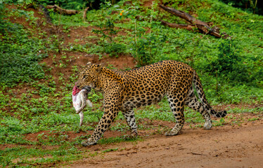 Leopard (Panthera pardus kotiya) with prey is walking along a forest road. Sri Lanka. Yala National Park