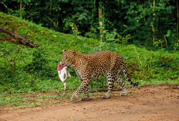 Leopard (Panthera pardus kotiya) with prey is walking along a forest road. Sri Lanka. Yala National...