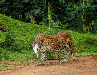 Leopard (Panthera pardus kotiya) with prey is walking along a forest road. Sri Lanka. Yala National...
