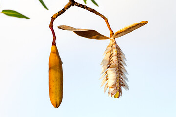Ipê Ámarelo (Handroanthus albus), sementes