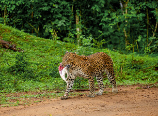 Leopard (Panthera pardus kotiya) with prey is walking along a forest road. Sri Lanka. Yala National...